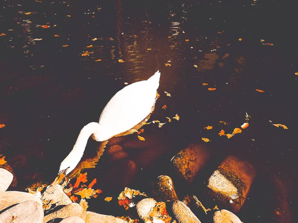 Cisne branco em um lago — Fotografia de Stock