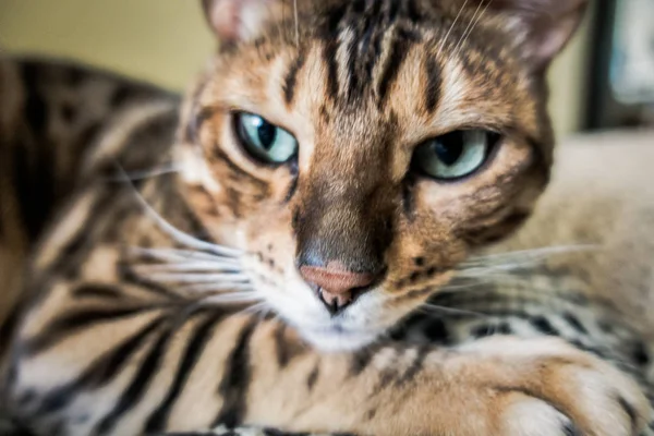 Schattige Kat Van Bengalen — Stockfoto