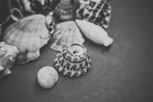 Fundo de conchas do mar em um fundo azul — Fotografia de Stock