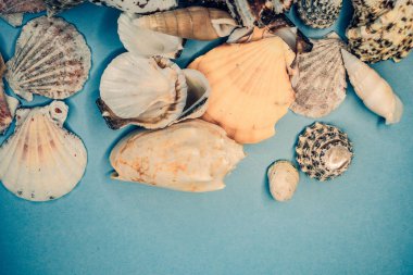 Mavi arka planda deniz kabukları