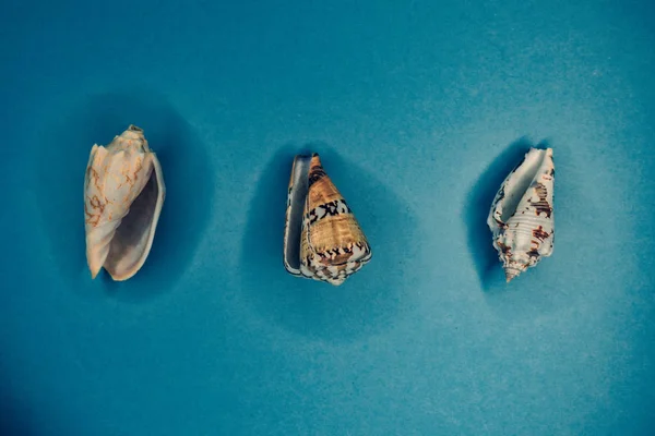 Conchas Mar Fundo Azul — Fotografia de Stock