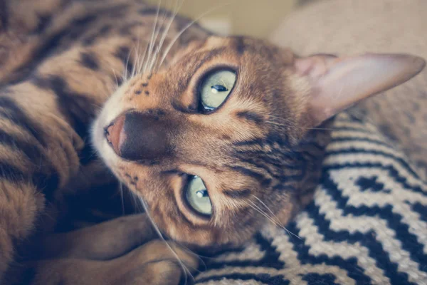 Lindo Gato Bengala — Foto de Stock