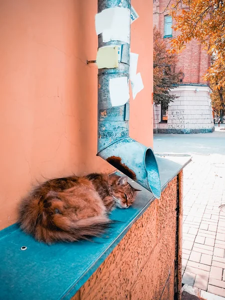 Straßenkatze in der Nähe des Abflussrohres — Stockfoto