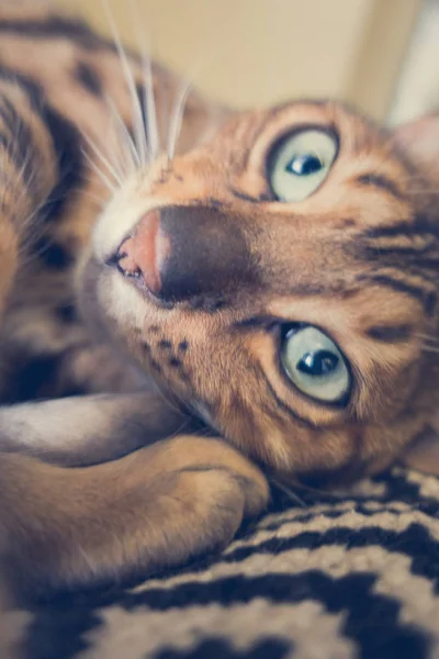 Cute Cat Bengal — Stock Photo, Image