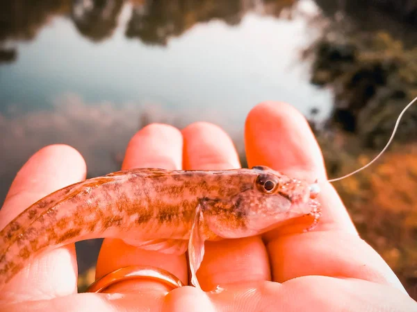 Pescado capturado en una mano en un lago — Foto de Stock