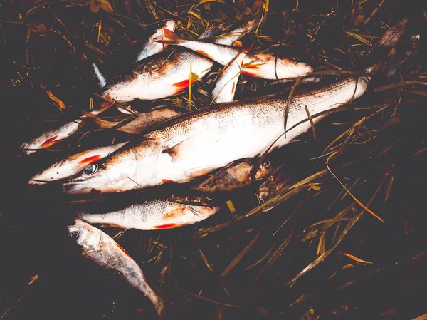 Peixe capturado na grama — Fotografia de Stock