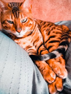 iri gözlü güzel Bengalli kedi