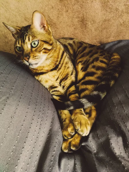 Hermoso gato bengalí con grandes ojos —  Fotos de Stock