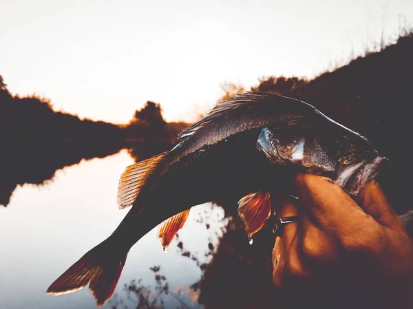 The fisherman is holding a fish — Stock Photo, Image