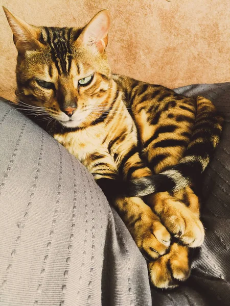 Belo gato bengali com olhos grandes — Fotografia de Stock