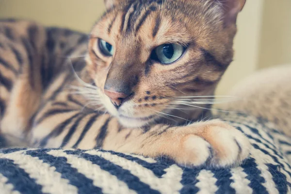 벵골의 귀여운 고양이 — 스톡 사진