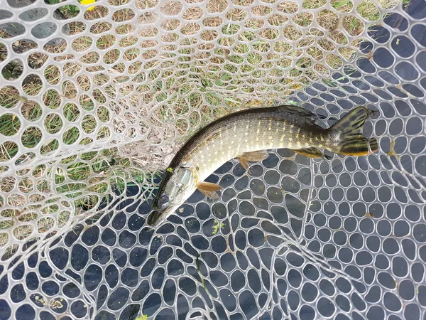 Fishing. Fisherman and trout. — Stock Photo, Image