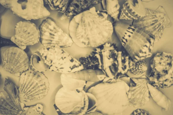 Various Shapes Seashells Background — Stock Photo, Image