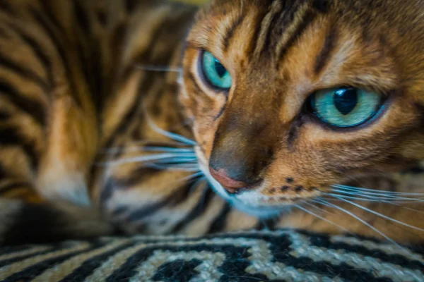 Gato Bonito Bengala — Fotografia de Stock