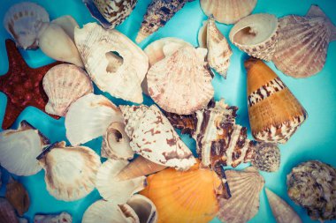 çeşitli şekillerde deniz kabukları arka plan