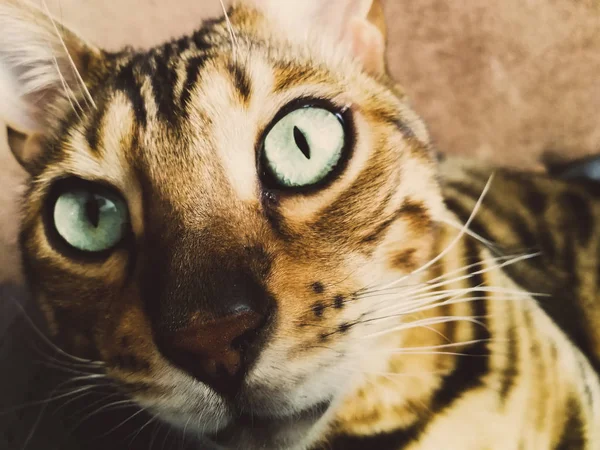 Grote Bengaalse kat met licht groene ogen — Stockfoto
