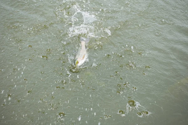 Trout fishing on the lake — Stock Photo, Image