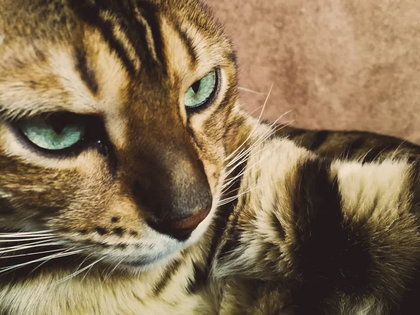 Bellissimo gatto bengalese con grandi occhi — Foto Stock