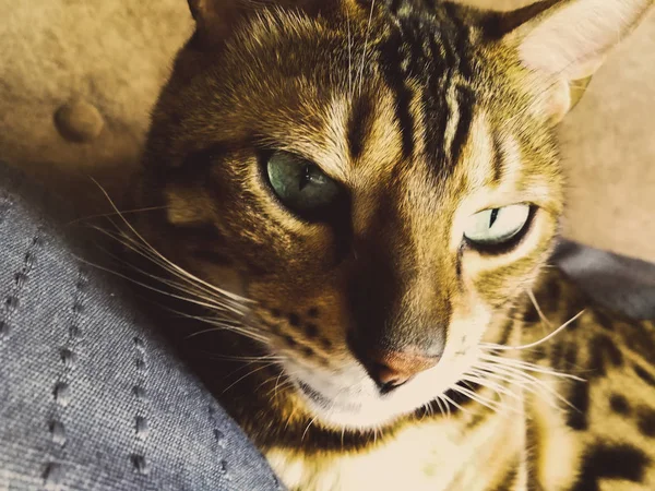 Belo gato bengali com olhos grandes — Fotografia de Stock