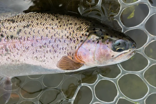 Zona Pesca Vicino Trota — Foto Stock