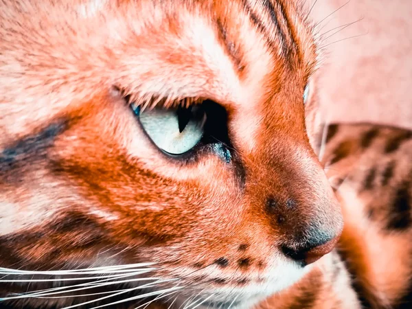 A nagy szemek gyönyörű bengáli macska — Stock Fotó