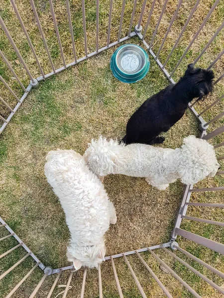 Drei Hunde im Käfig — Stockfoto