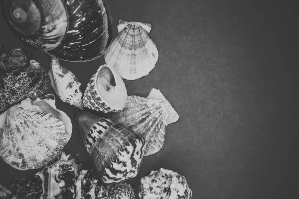 Fundo de conchas do mar em um fundo azul — Fotografia de Stock