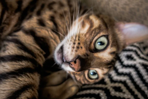 Gato Bonito Bengala — Fotografia de Stock