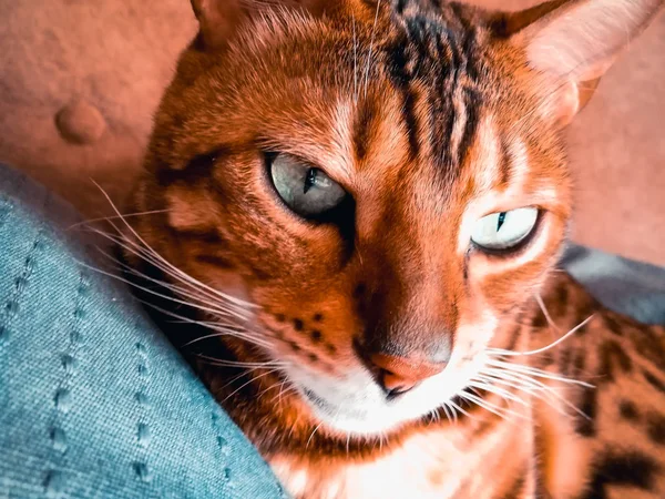 Beautiful Bengali cat with big eyes — Stock Photo, Image