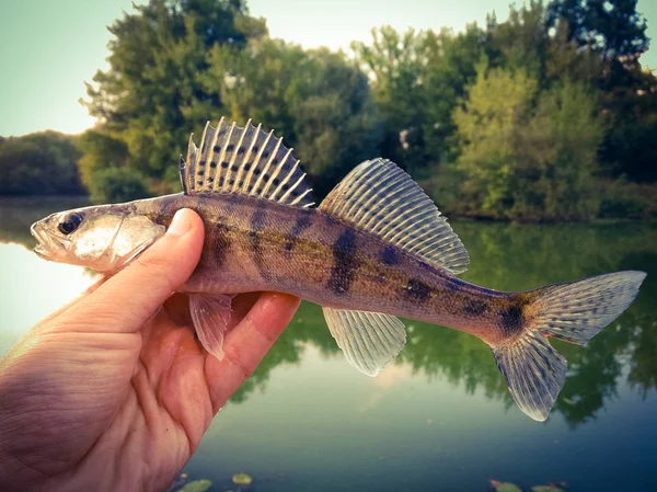 Peixe pique-poleiro nas mãos de um pescador — Fotografia de Stock