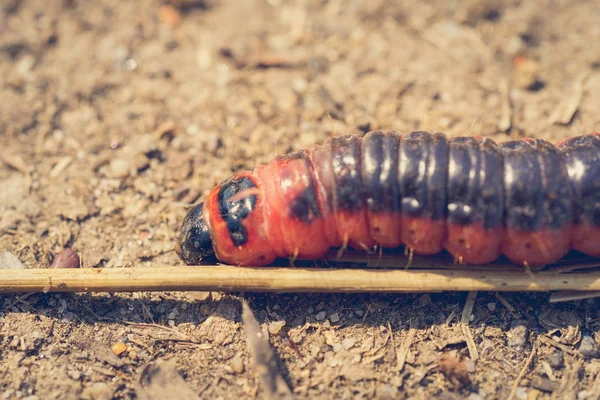 Small red caterpillar — Stock Photo, Image