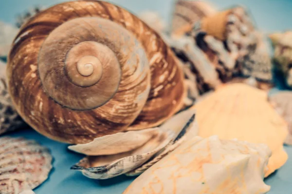 Achtergrond van zeeschelpen op een blauwe achtergrond — Stockfoto