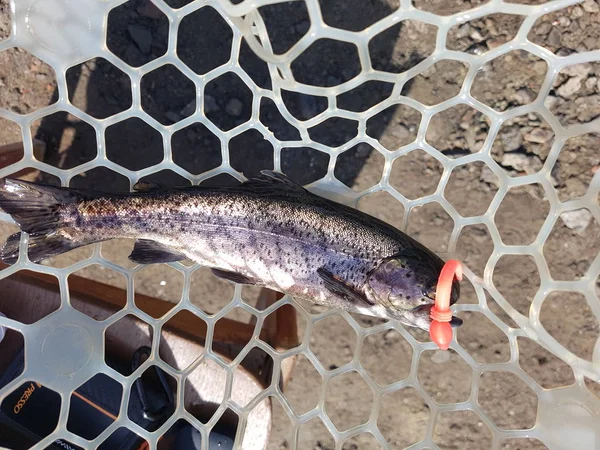 Fishing. Fisherman and trout. — Stock Photo, Image