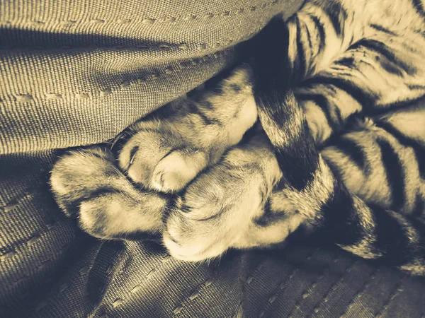Paws of a Bengal cat — Stock Photo, Image