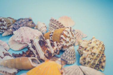 Arka plan mavi bir arka plan üzerinde deniz kabukları