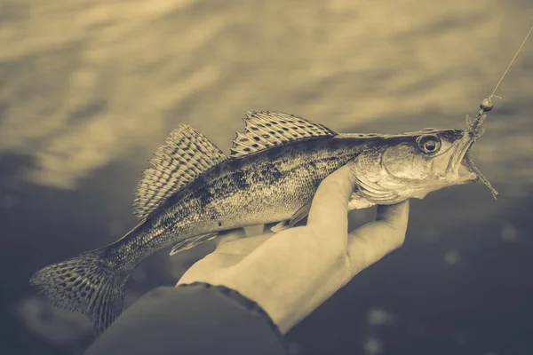 Pesca. Pescador y pescado — Foto de Stock