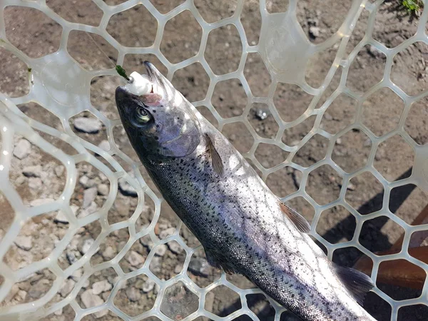 Fishing. Fisherman and trout. — Stock Photo, Image