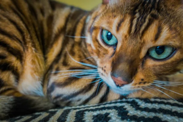 Niedliche Katze Von Bengal — Stockfoto