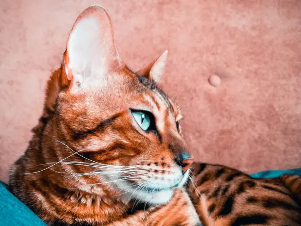 Big Bengal cat with light green eyes — Stock Photo, Image