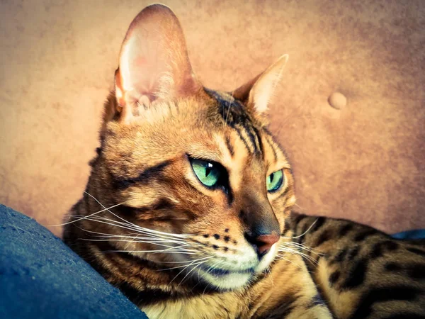 光の緑の目を持つ大きなベンガル猫 — ストック写真