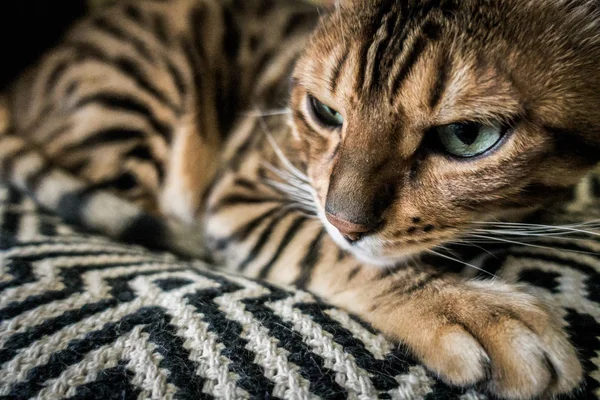แมวน กของเบงกอล — ภาพถ่ายสต็อก