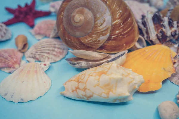 Background of sea shells on a blue background — Stock Photo, Image