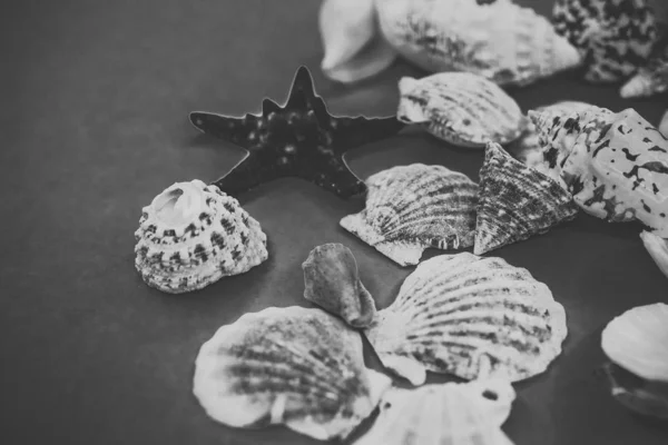 Fundo de conchas do mar em um fundo azul — Fotografia de Stock