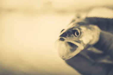 Balık tutma. Balıkçı ve balık