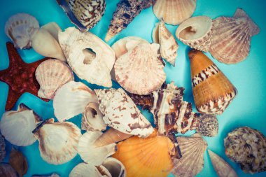 çeşitli şekillerde deniz kabukları arka plan