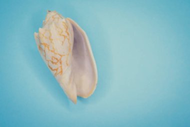 Mavi arka planda deniz kabukları