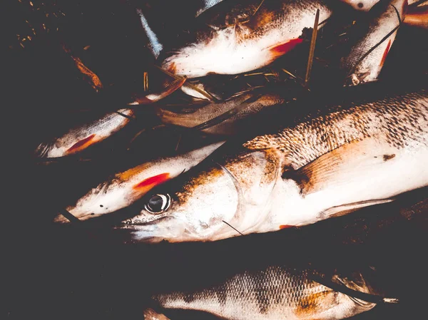 Peixe capturado na grama — Fotografia de Stock