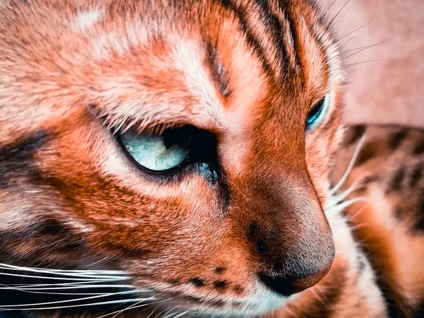 Mooie Bengaalse kat met grote ogen — Stockfoto
