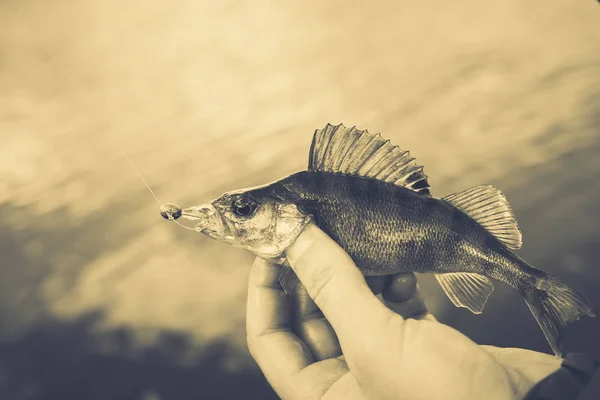 Balık tutma. Balıkçı ve balık — Stok fotoğraf
