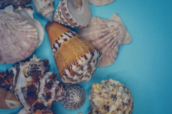 Fondo de conchas marinas sobre fondo azul —  Fotos de Stock